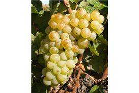 1575268808608608.jpg 3ee22387-b97b-4353-8905-b45e4e4e1302.jpg