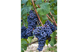 1575269298618999.jpg a2ac53cf-f409-42cd-9e52-6d951a1217dd.jpg