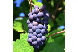 1575269462732239.jpg 732fde71-9cd9-4318-ad6e-87e75c55d7eb.jpg