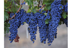 1575269636648407.jpg 33b5016e-c82c-40ca-ab37-9255df86a430.jpg