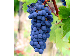 1575269831591214.jpg 1ee18d26-7bfb-48b8-9434-5ed5d363b298.jpg