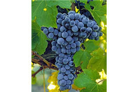 1575269948387913.jpg 08b36683-df29-48c9-9267-a4e0b6b5822a.jpg