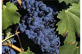 1575270008881425.jpg 41a31a81-5fac-4de6-9dca-d0d5b7c18b07.jpg