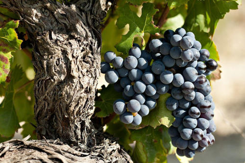 1575270857302073.jpg 慕合懷特.jpg