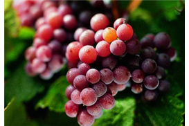 1575271021789252.jpg 瓊瑤漿.jpg